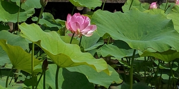 五郎沼のハスの花