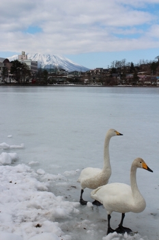 凍った池と白鳥